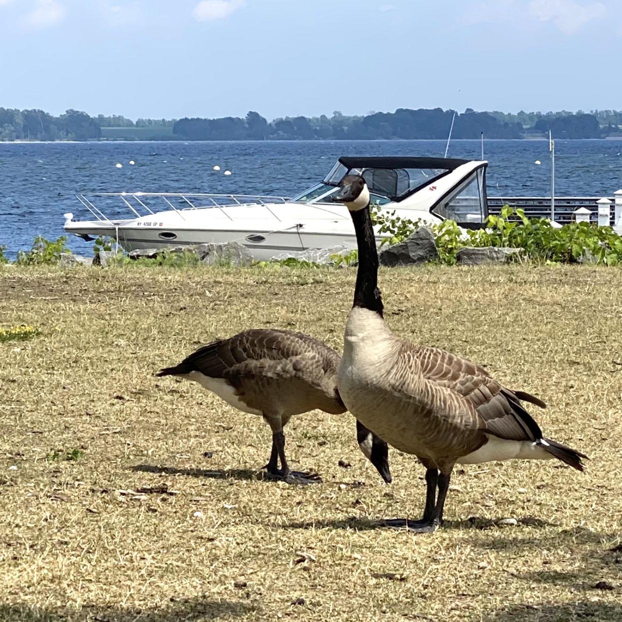 Geese of a Feather